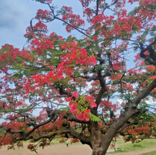 100 royal poinciana for sale  Portland