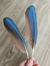 Blaue papageienfeder vogelfede gebraucht kaufen  Haarbach
