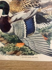 Vintage mallard drake for sale  FARNBOROUGH