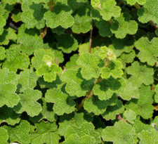 cover pot ground for sale cover pot ground for sale Statesboro