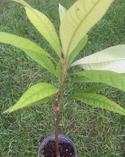 Mamey sapote seedling for sale  Columbus
