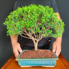 bonsai carmona usato bonsai carmona usato San Pancrazio Salentino