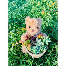 Succulent plants collection for sale  Houston