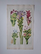 Flora universalis dietrich d'occasion  Expédié en Belgium