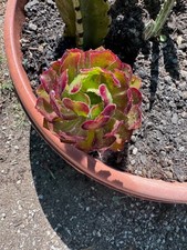 aeonium arboreum for sale aeonium arboreum for sale Santee