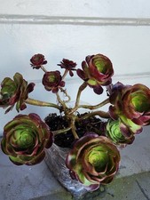 Quality succulent aeonium for sale  San Francisco