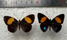 Paire nymphalidae callicore d'occasion  France