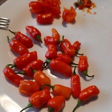 Dorset zinger ...naga for sale  WEYBRIDGE
