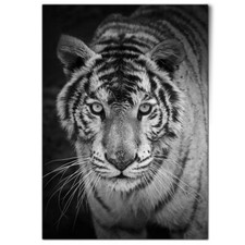 White tiger wild for sale  SELBY