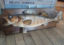 Vintage large walleye for sale  English