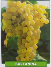 Uva sultanina pianta usato  Italia