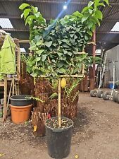 6ft citrus lemon for sale  CLITHEROE