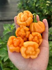 Bahamian goat pepper for sale  Oklahoma City