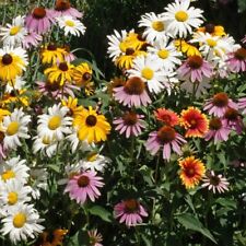 Perennial wildflower seed for sale  Claremont