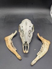British fallow doe for sale  EDGWARE