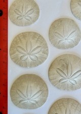 sand pacific dollars for sale  Mount Vernon