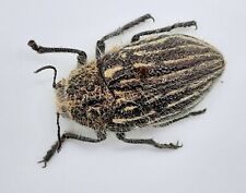 Buprestidae julodis nopordi gebraucht kaufen  Wadern