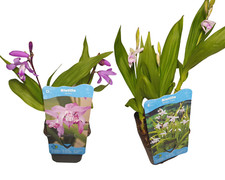 Orchidea giapponese bletilla usato  Spedire a Italy
