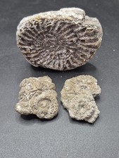 Group ammonite fossils for sale  BIDEFORD