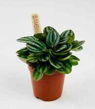 Peperomia piccolo banda for sale  LEWES