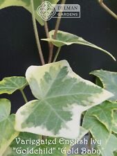 English ivy goldchild for sale  Sheridan