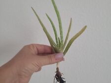 Medicinal aloe vera for sale  Englewood