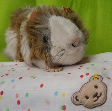 Steiff 2255 swinny gebraucht kaufen  Berlin
