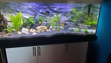 Aquarium komplett 450l gebraucht kaufen  Krumbach