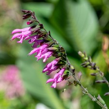 Salvia pink amistad for sale Salvia pink amistad for sale  UK