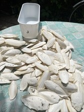 Cuttle fish bone for sale  BEXHILL-ON-SEA
