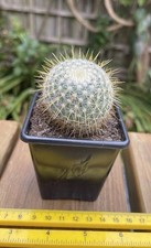 Mammillaria rhodantha cactus for sale  COWBRIDGE