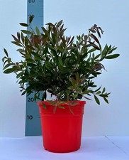 Pianta callistemon citrinus usato  Milazzo
