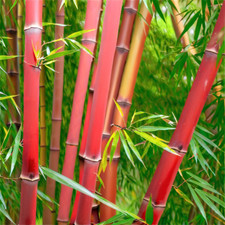 Bamboo seeds privacy for sale  Ravensdale