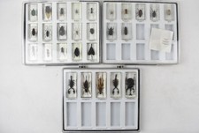 real life bugs collection for sale  NORTHAMPTON