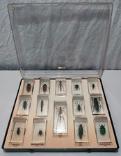 Collection insectes resine d'occasion  Saint-Bonnet-de-Joux