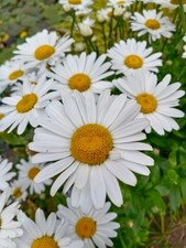 English white daisy for sale  RETFORD