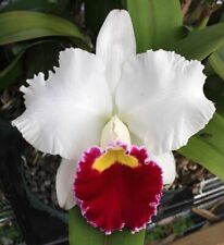 Cattleya blc. melody for sale  NOTTINGHAM