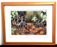 Wandbild schildkröten burmes gebraucht kaufen  Deutschland