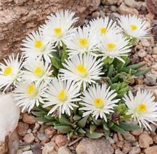 Ice plant drought for sale  Bourg