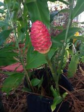 Combo shampoo ginger for sale  Daphne