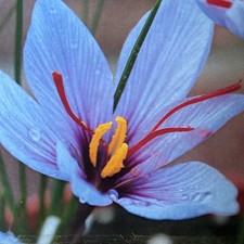 Crocus satives saffron for sale  CANTERBURY