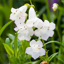 Penstemon snowstorm white for sale  UK