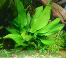 Petite echinodorus plan d'occasion  Krautergersheim