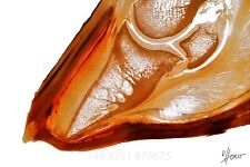 Pathologie pferdehuf hufbein gebraucht kaufen  Mainburg