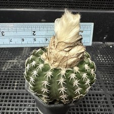 Discocactus woutersianus speci usato  Spedire a Italy