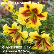 Giant lilium hybrid for sale  MELTON MOWBRAY