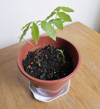 Chinese wisteria seedling for sale  SMETHWICK