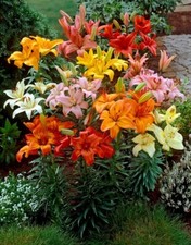 Lilienzwiebeln baumlilie riese gebraucht kaufen  Guben