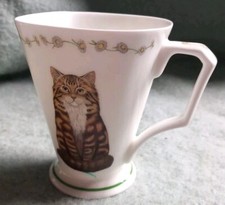 Tabby tuxedo cats for sale  ROCHDALE