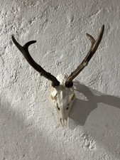 Sibirischer rehbock gebraucht kaufen  Piding